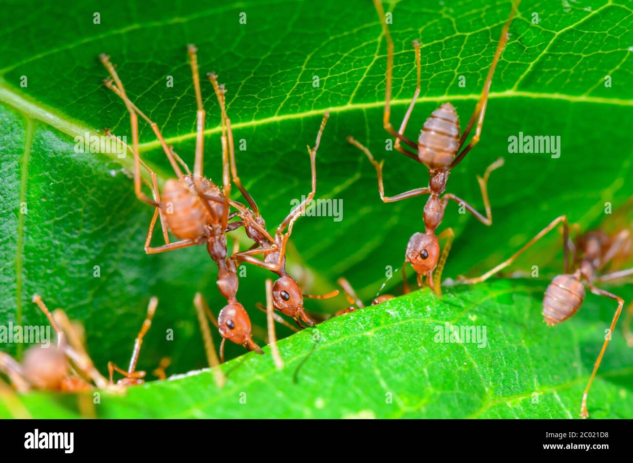 Weaver Ants o Green Ants (Oecophylla smaragdina) Foto Stock