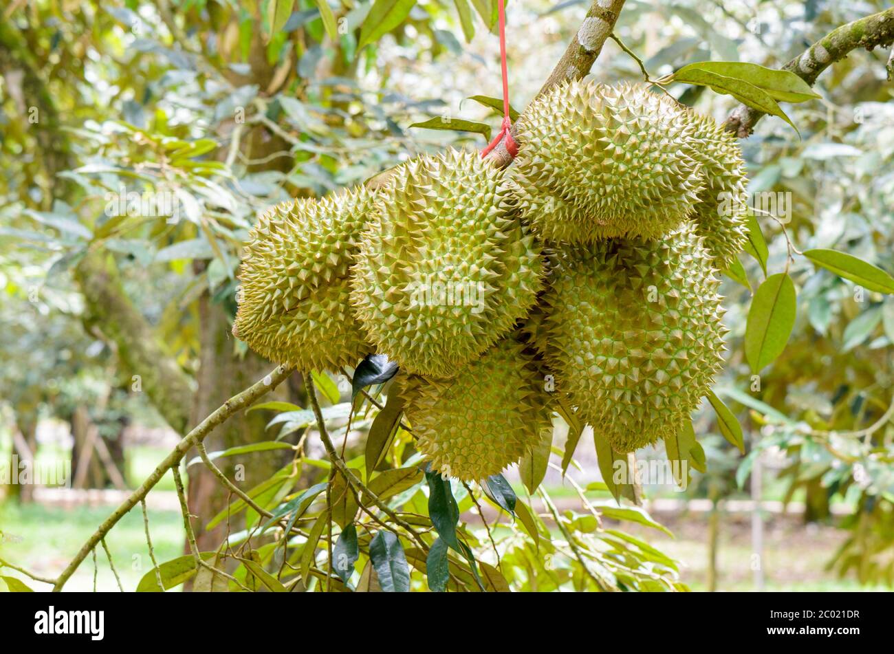 Durian su albero Re di frutta in Thailandia Foto Stock