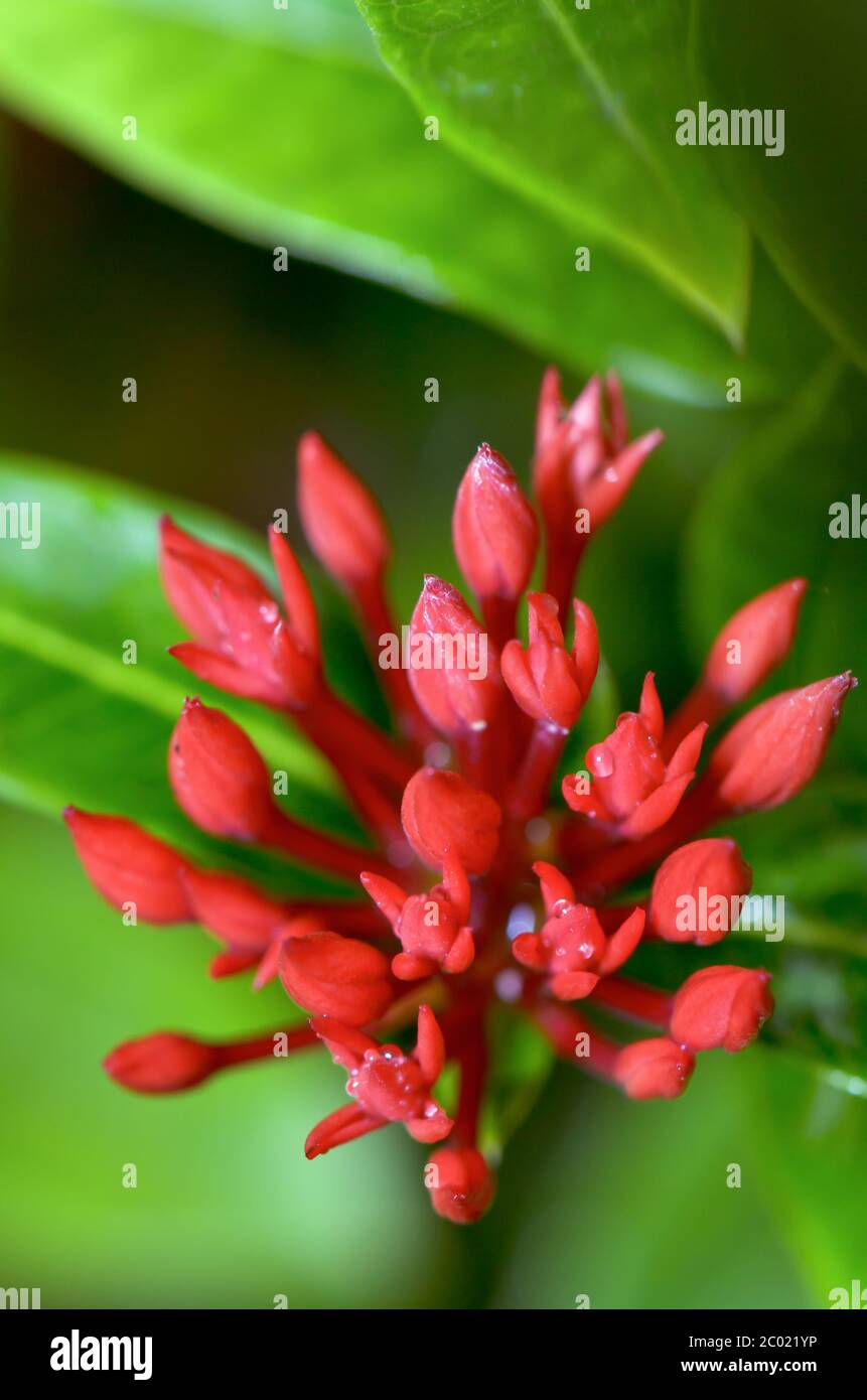 Boccioli rossi fiore di Ixora chinensis Lamk Foto Stock