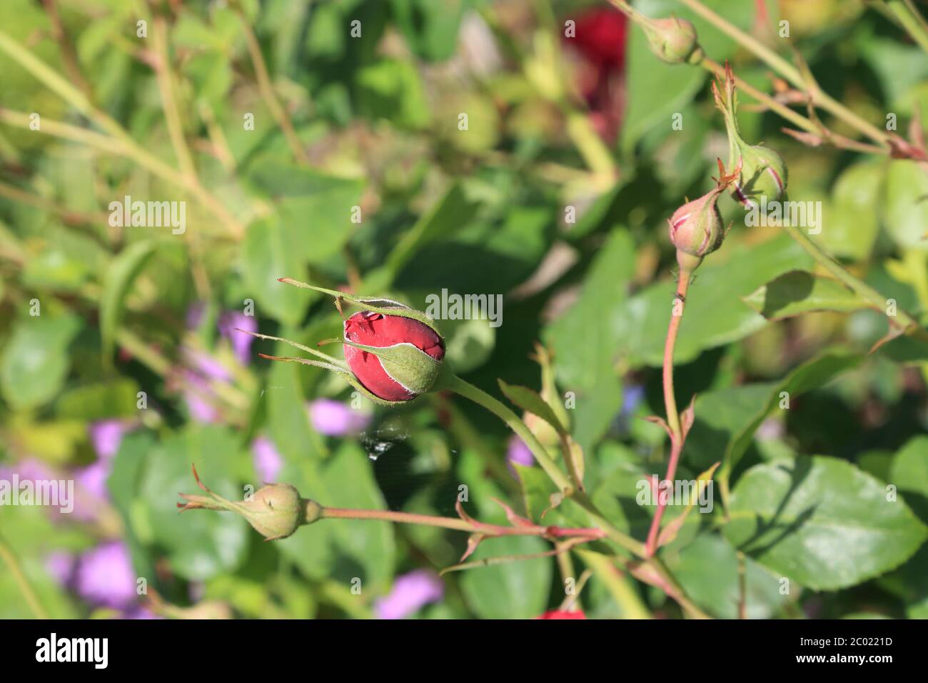 Germogli di rose che crescono in un giardino a Kent, Inghilterra Foto Stock