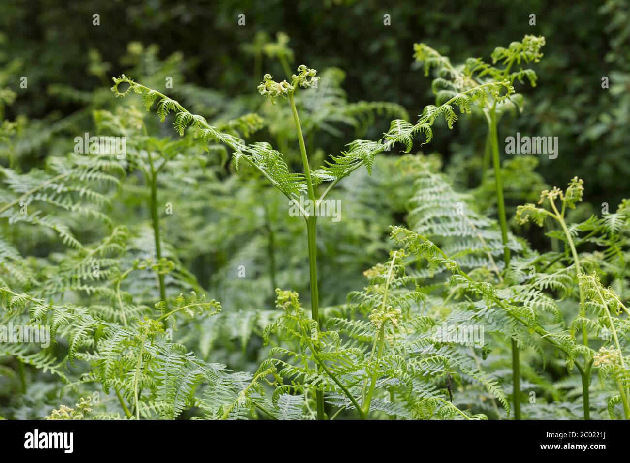 Adlerfarn, Adler-Farn, Pteridium aquilinum, freno, bracken comune, bracken, aquila felce, la fougère aigle, la grande fougère Foto Stock