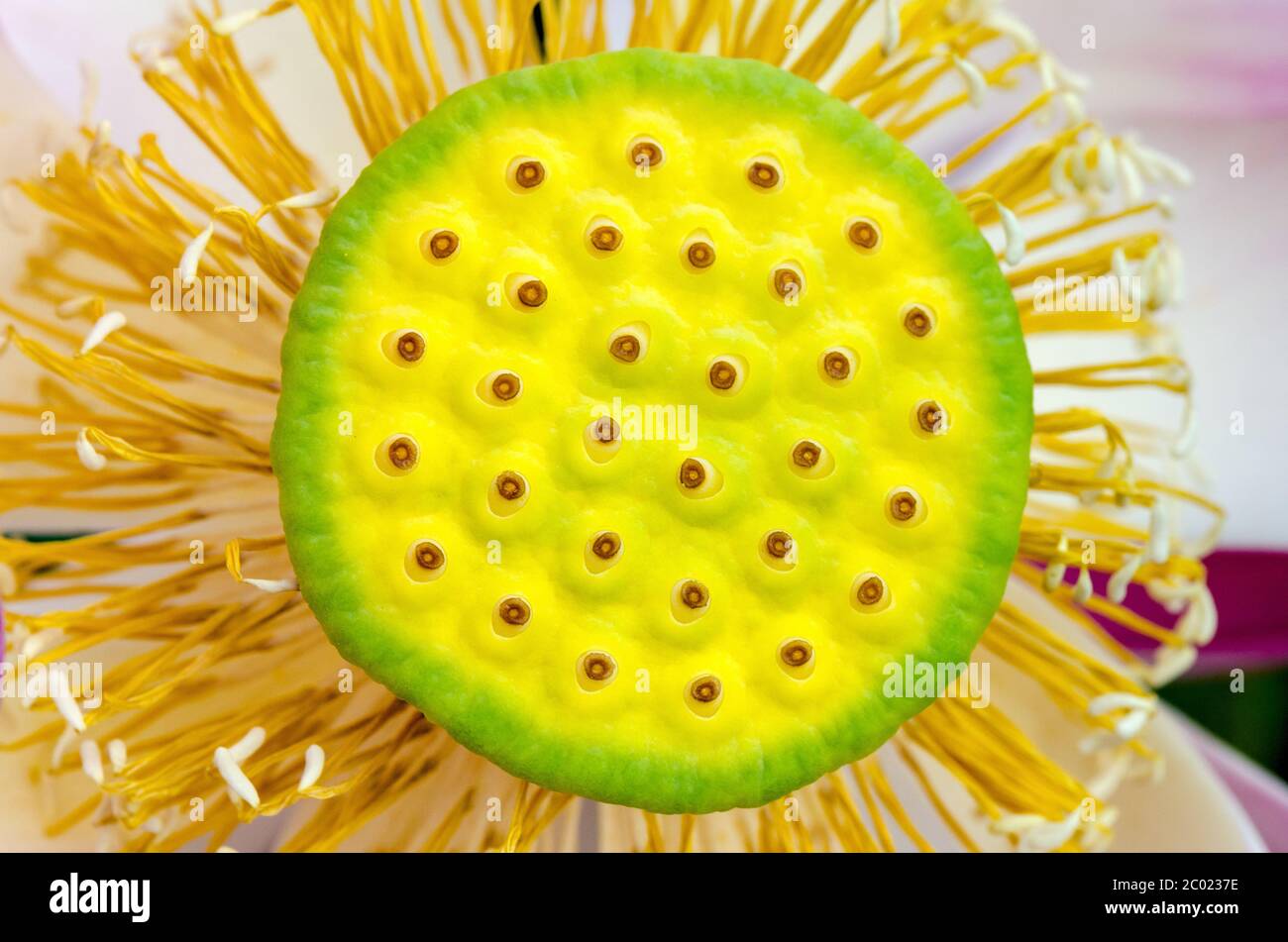 Baccelli del loto Foto Stock