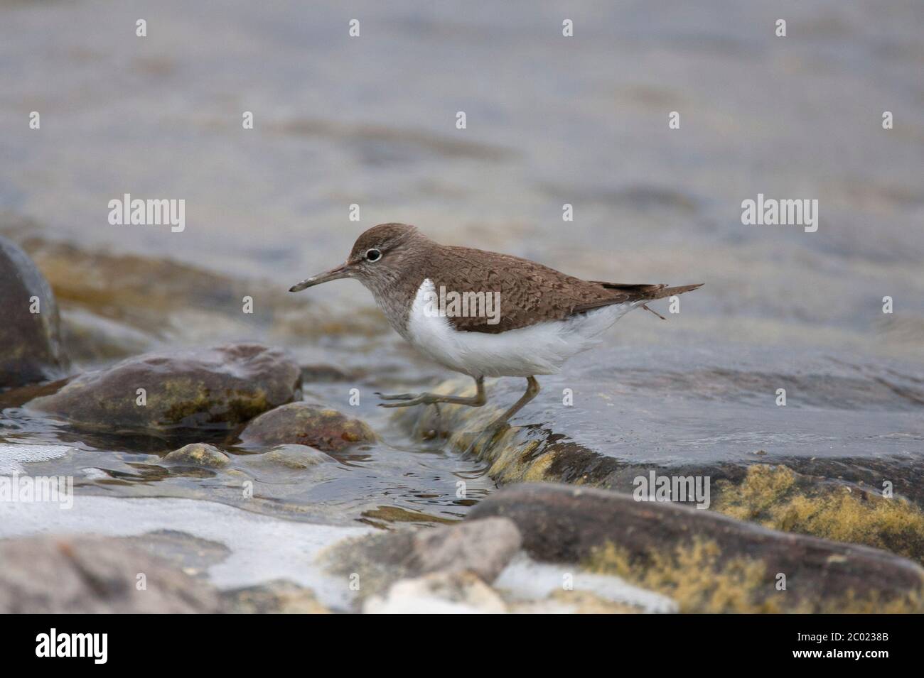 Sandpiper comune, hypoleucos di Actitis, singolo adulto che salta sulla roccia. Lochindorb, Scozia, Regno Unito. Foto Stock