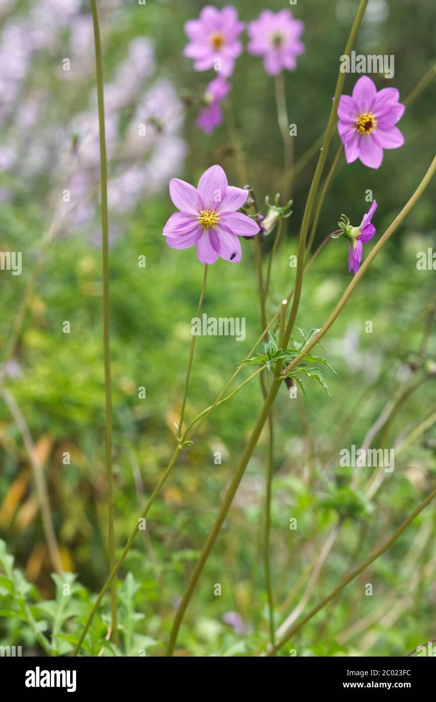Cosmos bipinnatus Foto Stock