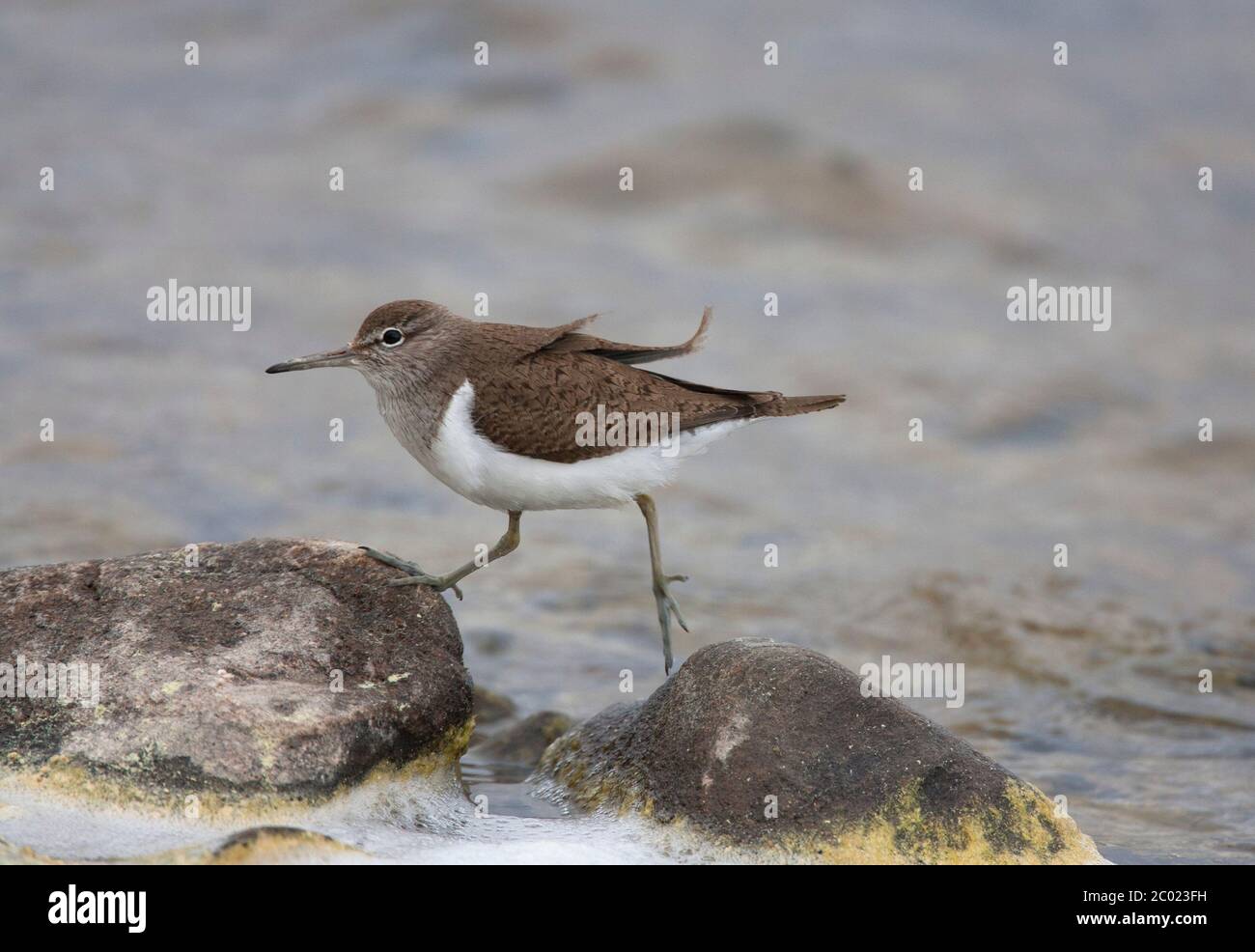 Sandpiper comune, hypoleucos di Actitis, singolo adulto che salta sulla roccia. Lochindorb, Scozia, Regno Unito. Foto Stock