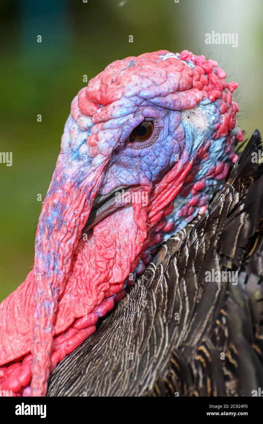 Testa di closeup di tacchino selvatico maschile Foto Stock