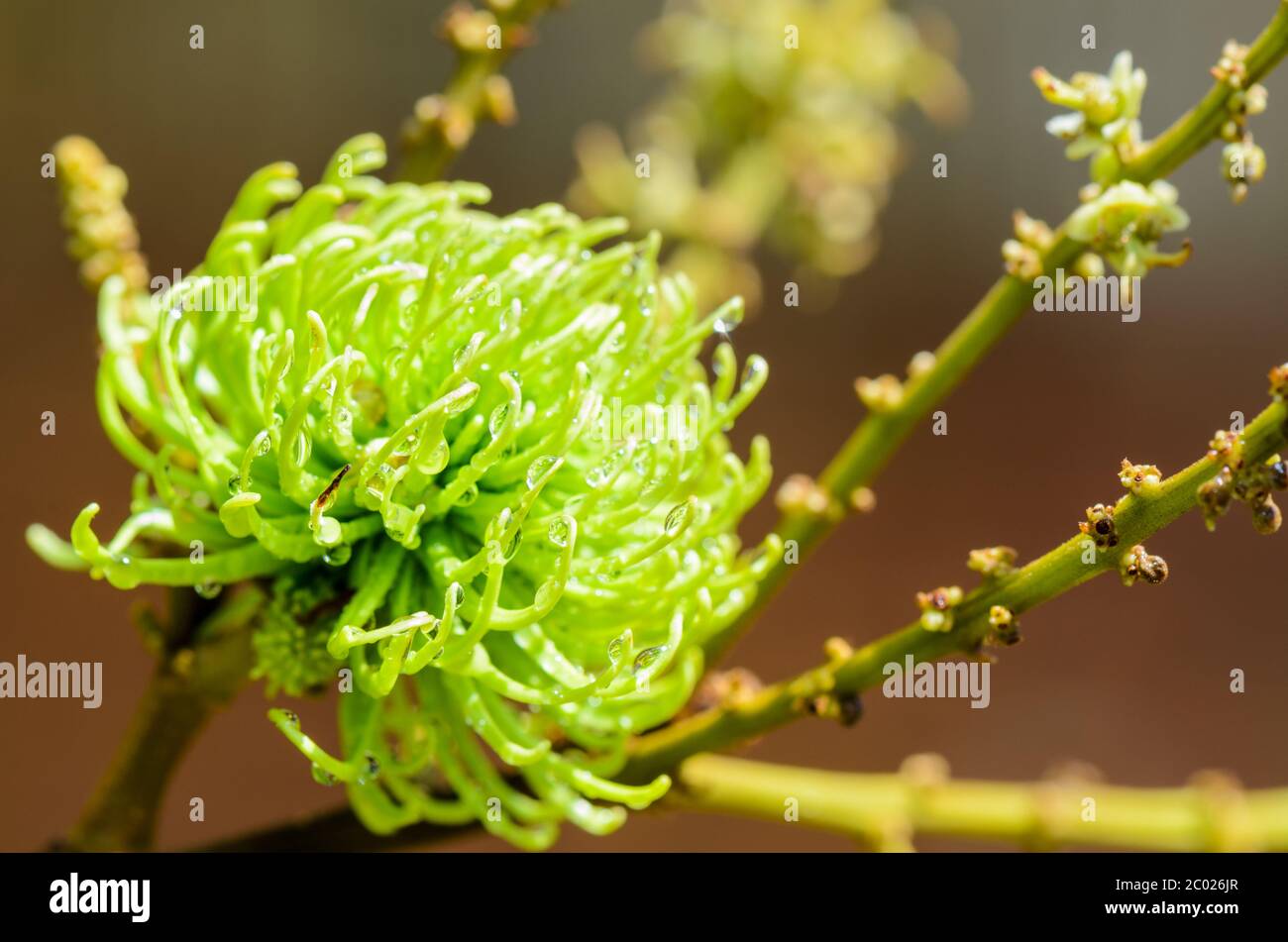 La frutta morbida di rambutan è naturale puro Foto Stock