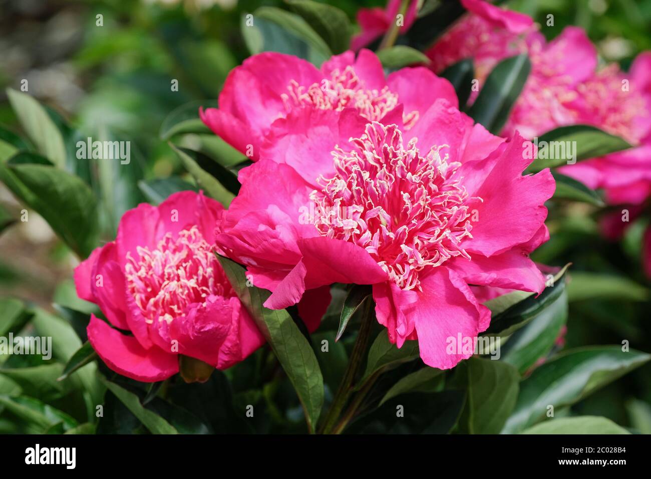 Fiori semi-doppi rosa di Paeonia lactiflora 'Barrington Belle'. Peony "Barrington Belle" Foto Stock