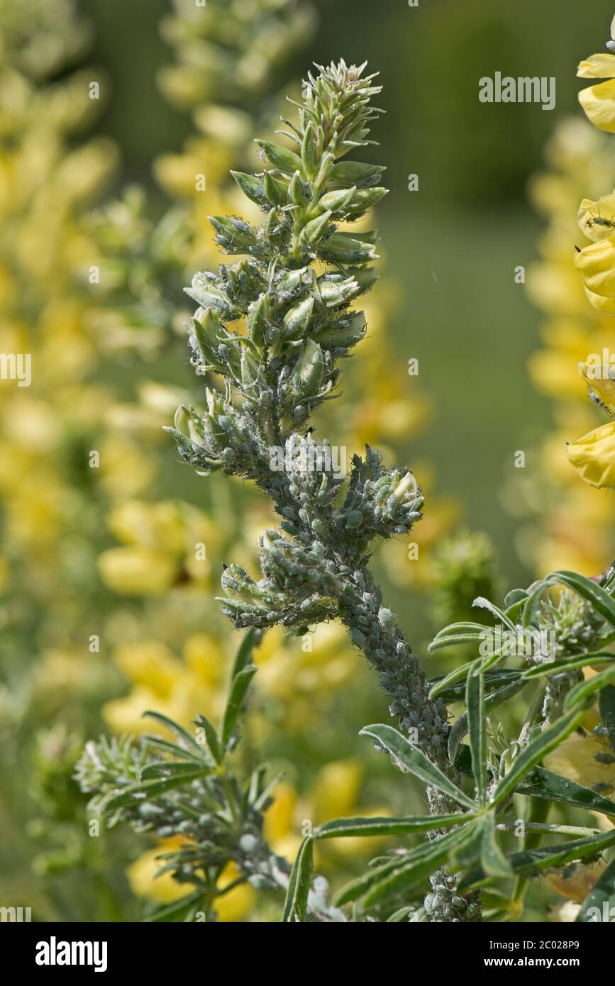 Afidi lupino (albifrons di Macrosiphum) infestazione di foglia e di gambo su un lupino dell'albero (Lupin arboreus) in fiore, Berkshire, maggio Foto Stock