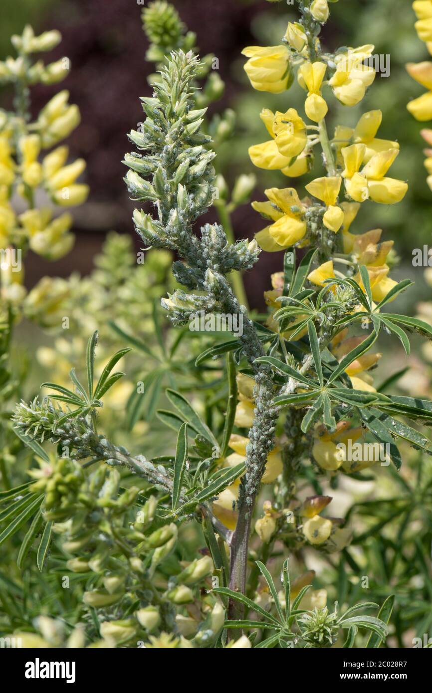 Afidi lupino (albifrons di Macrosiphum) infestazione di foglia e di gambo su un lupino dell'albero (Lupin arboreus) in fiore, Berkshire, maggio Foto Stock