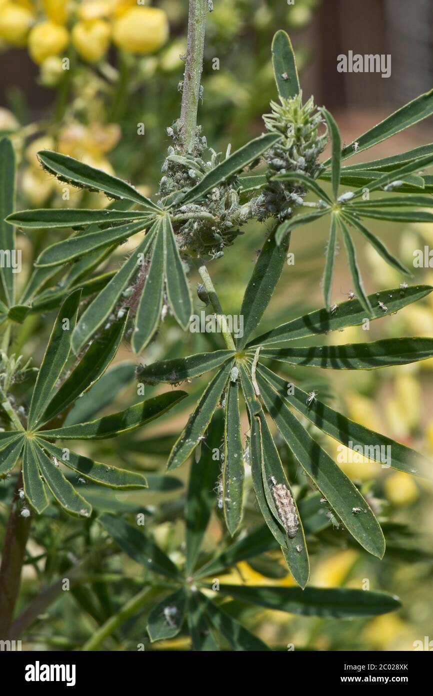 Infestazione di foglie e steli di hoverfly (Syrphidae sp.) larva e lupino (Macrosiphum albifrons) su un lupino di albero (Lupin arboreus) in fiore, Foto Stock
