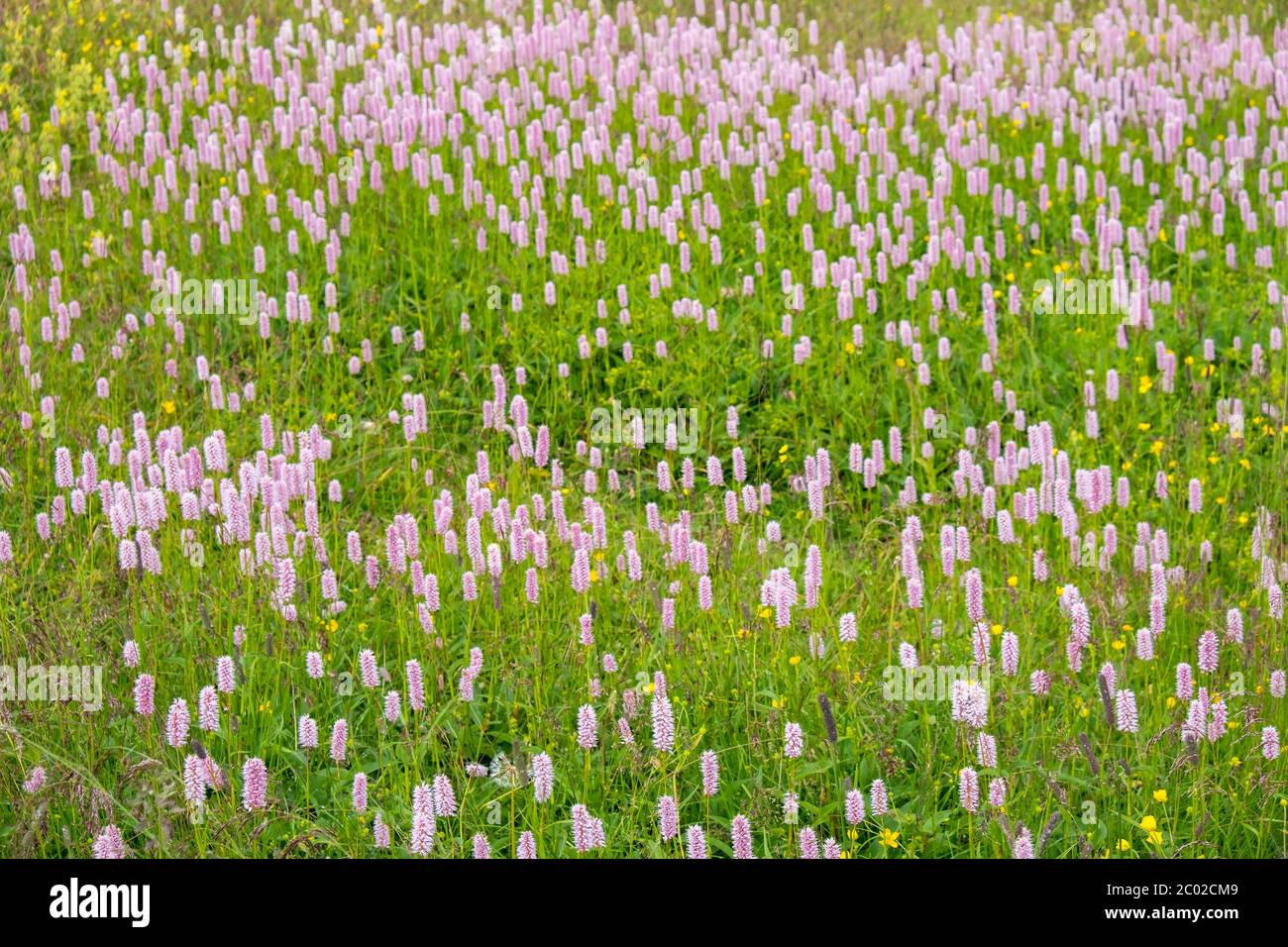 Fiori di Bistort su un prato estivo Foto Stock