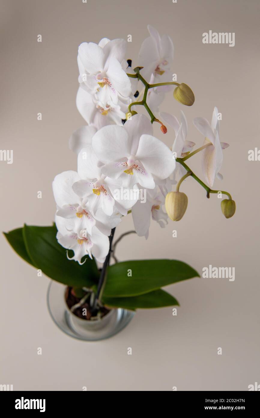 Orchidee fiori primo piano su sfondo bokeh. Orchidee bianche fiori in ramo Foto Stock