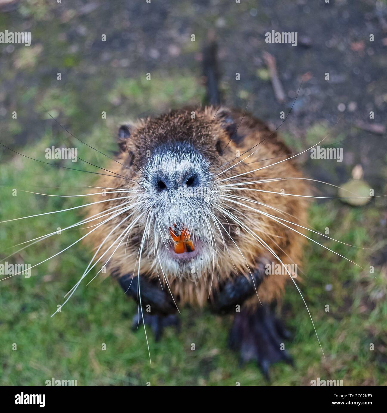 Nutria animale si erge sulle zampe posteriori cercando Foto Stock