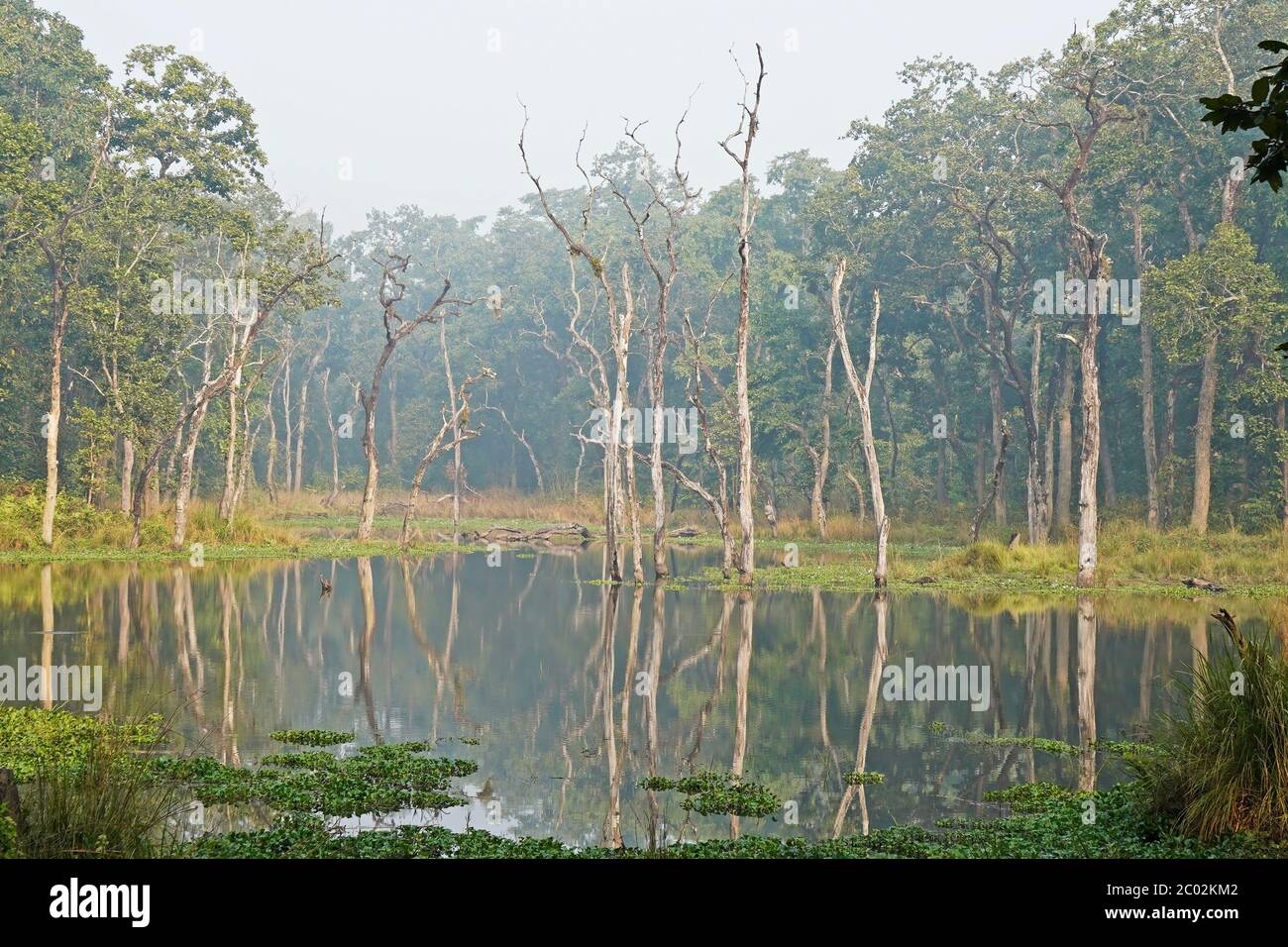 Un lago nella foresta, acqua calma, riflessi. Parco Nazionale di Chitwan, Nepal Foto Stock