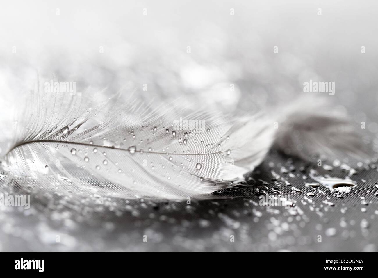 Bianco con piume di gocce di acqua su sfondo grigio Foto Stock