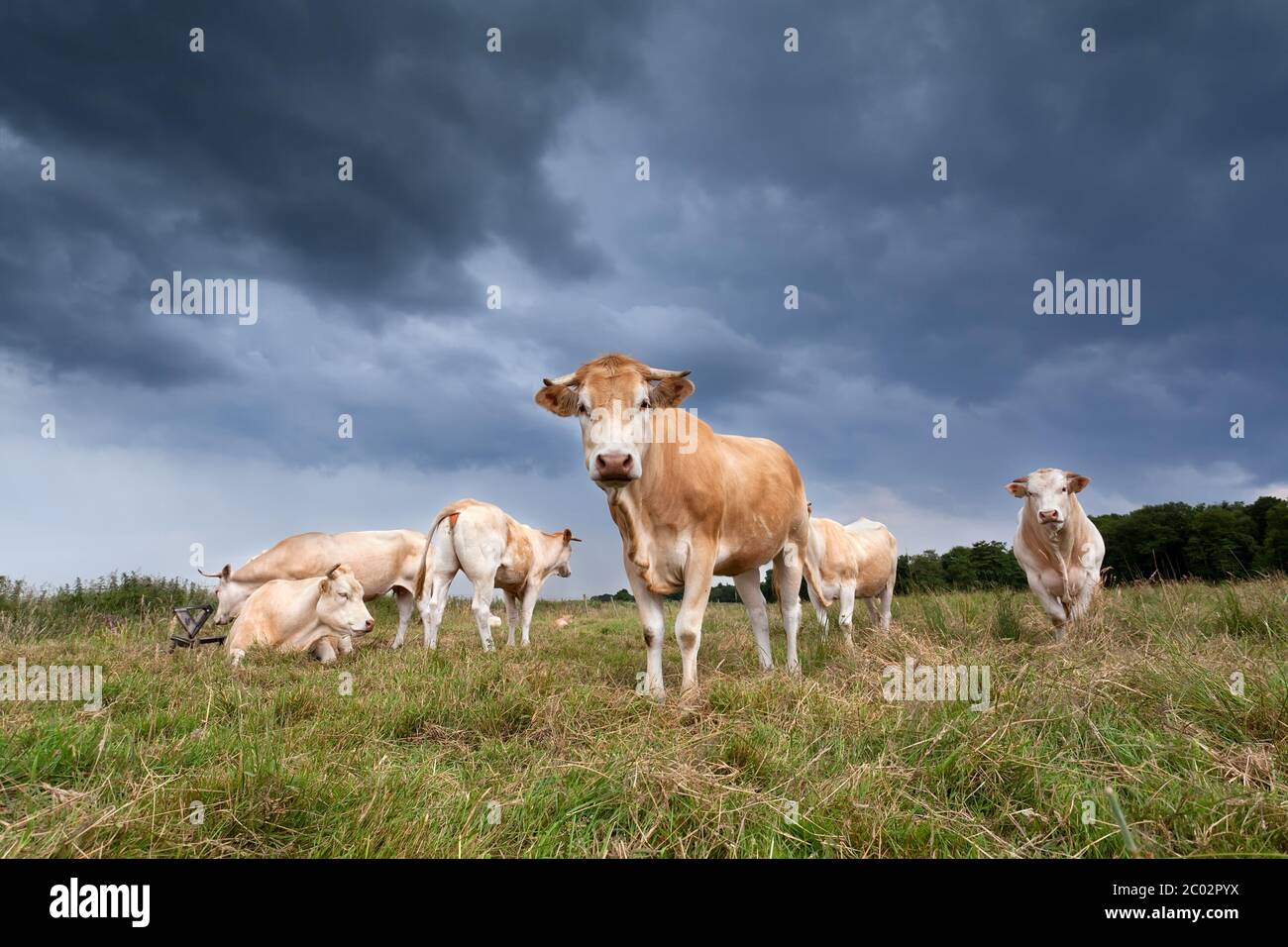 mandria di bovini beige su pascolo Foto Stock