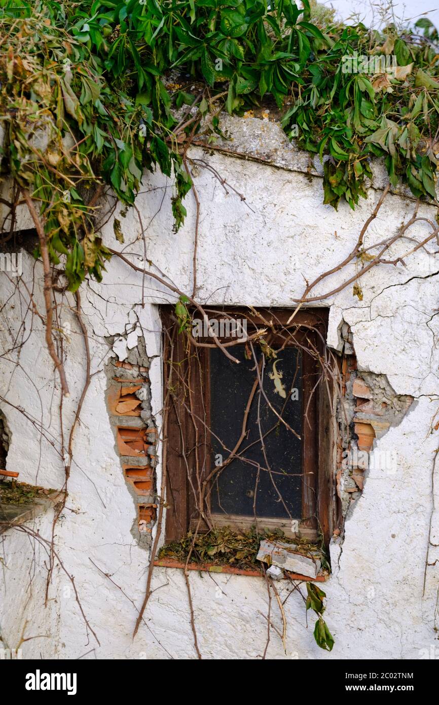 Un gecko spazza gli insetti nella finestra di una proprietà derelict Foto Stock