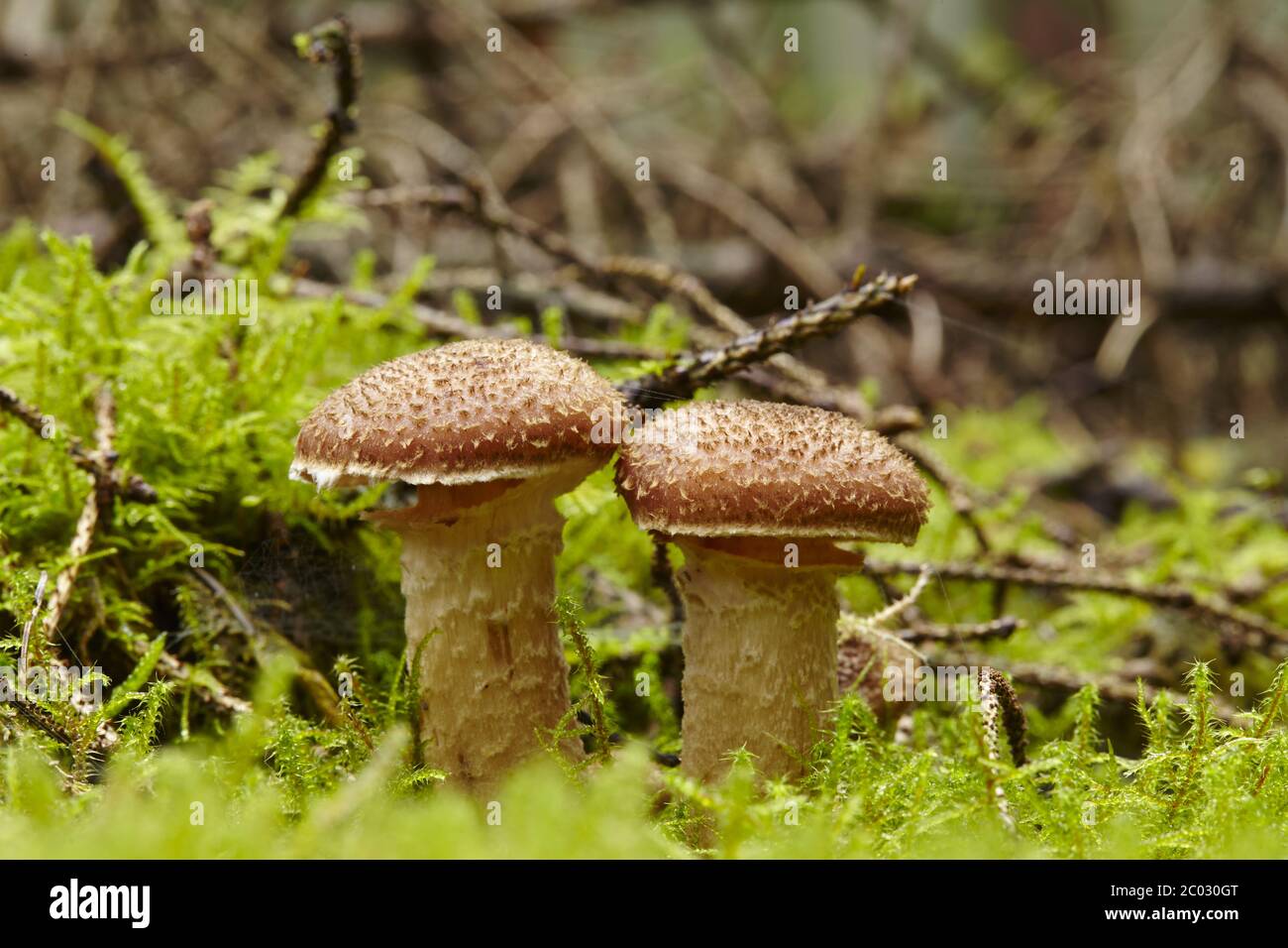 Cenere di Hallim su suolo boscoso Foto Stock