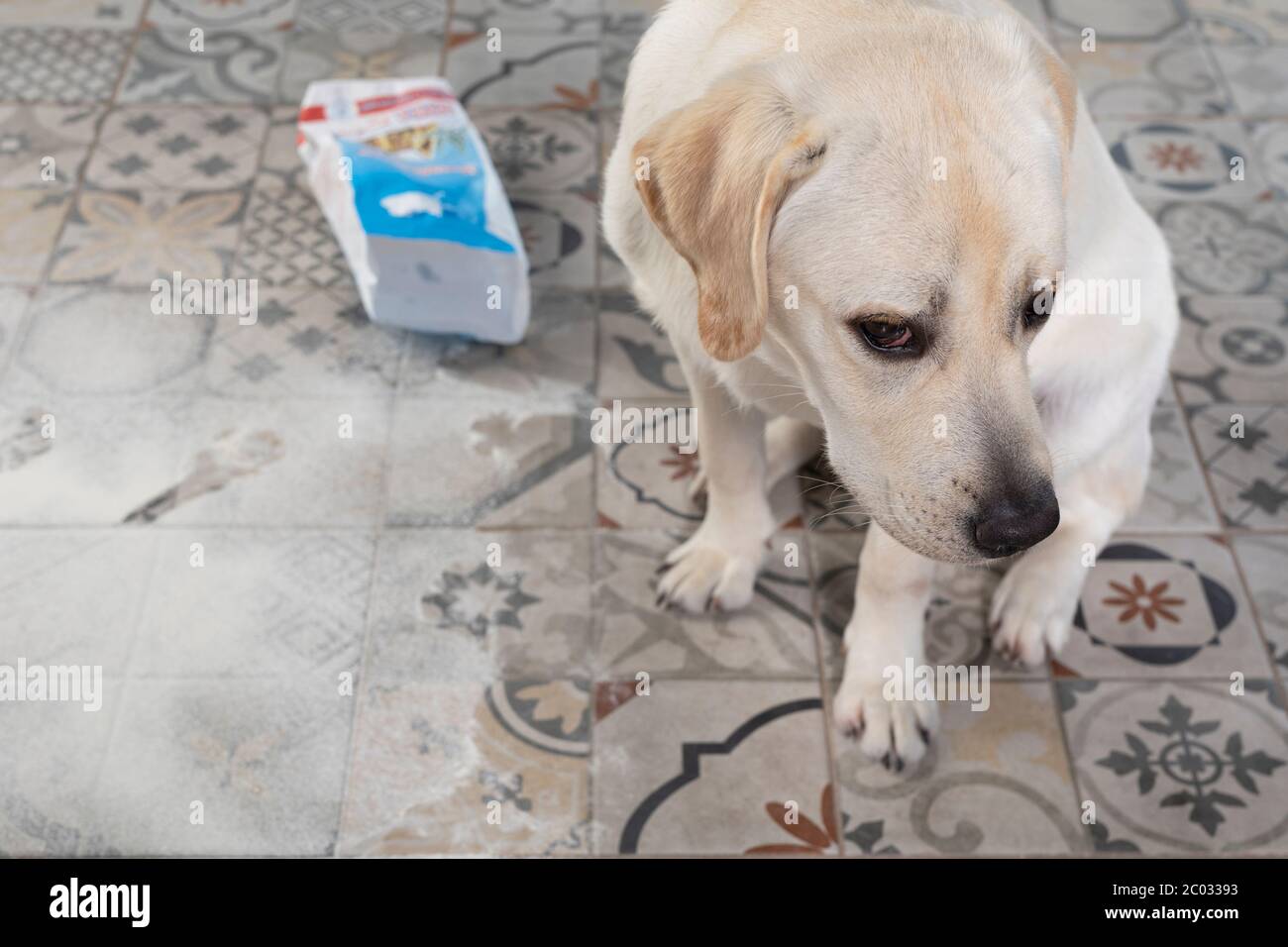 Cane con espressione colpevole sedersi vicino a pasticcio sul pavimento della cucina. Cane Naughty. Foto Stock