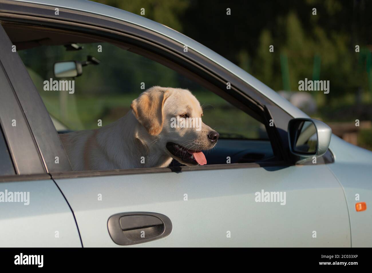 il cane di labrador felice sta sorridendo con la sua lingua appesa fuori i bastoni la sua testa fuori dalla finestra dell'automobile. Foto Stock