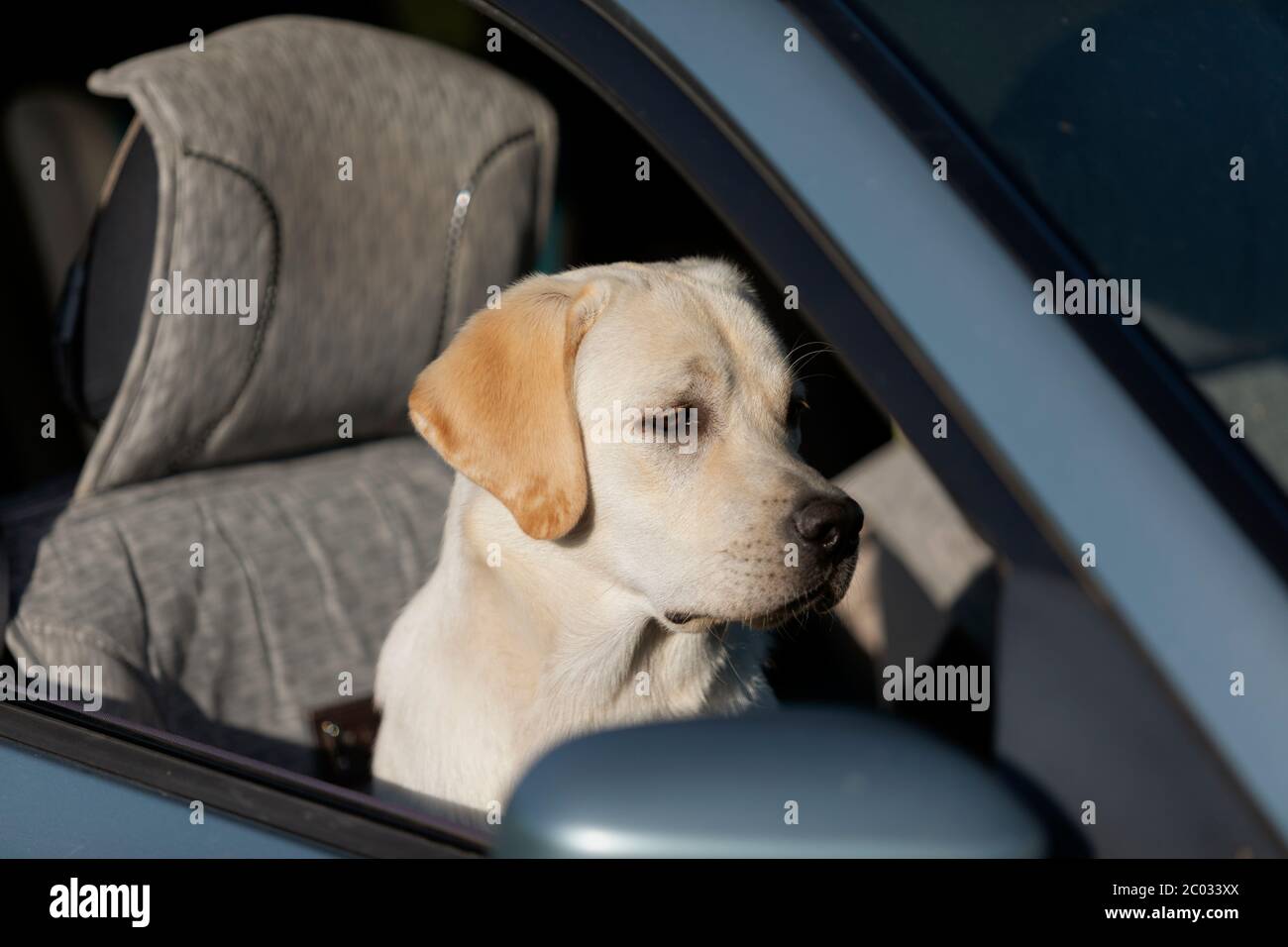 Fedele cane labrador seduto in auto e guardando attraverso la finestra. Foto Stock