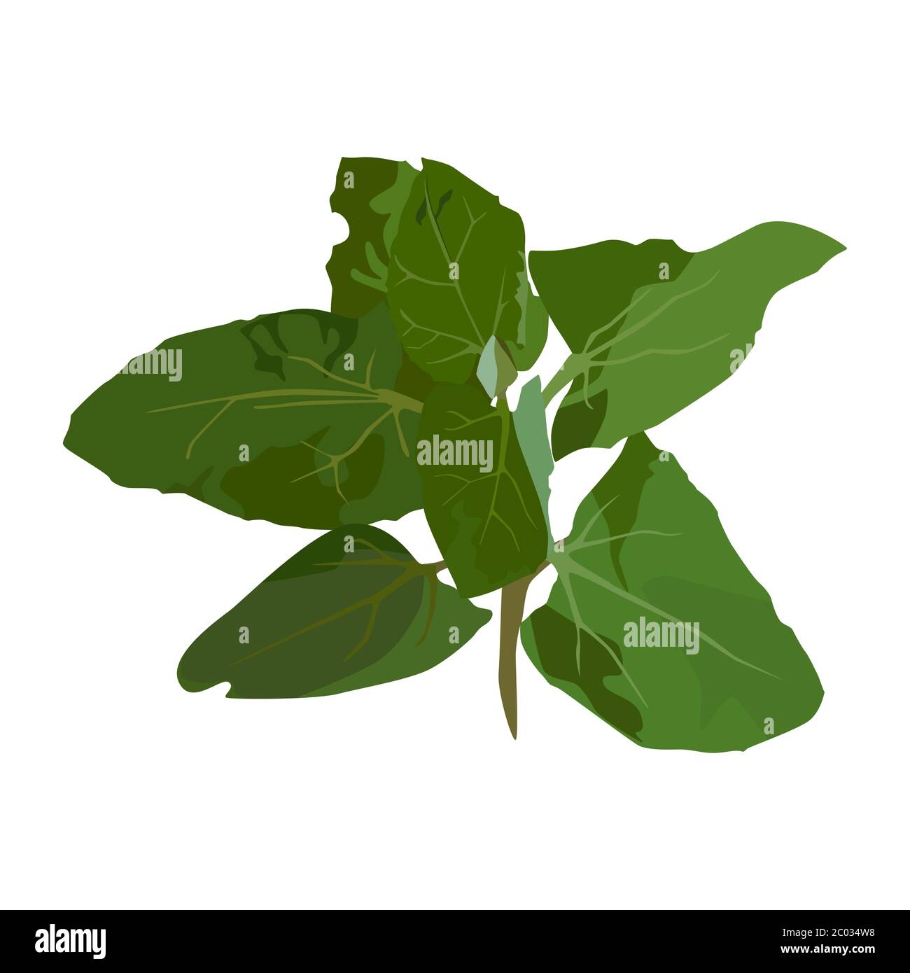 Pianta di spinaci freschi, illustrazione piatta di vettore isolata Illustrazione Vettoriale