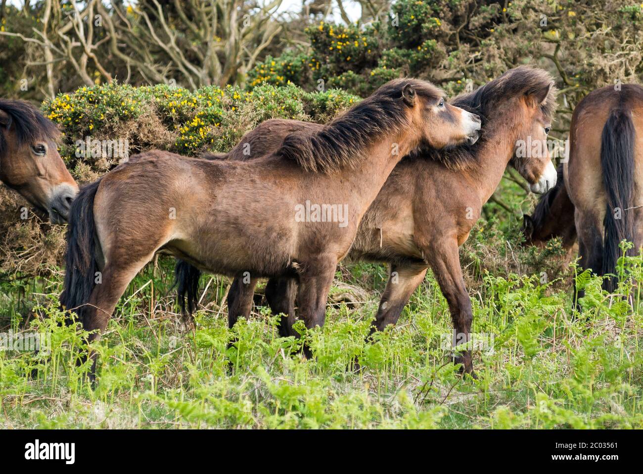 Divertenti pony Exmoor Foto Stock