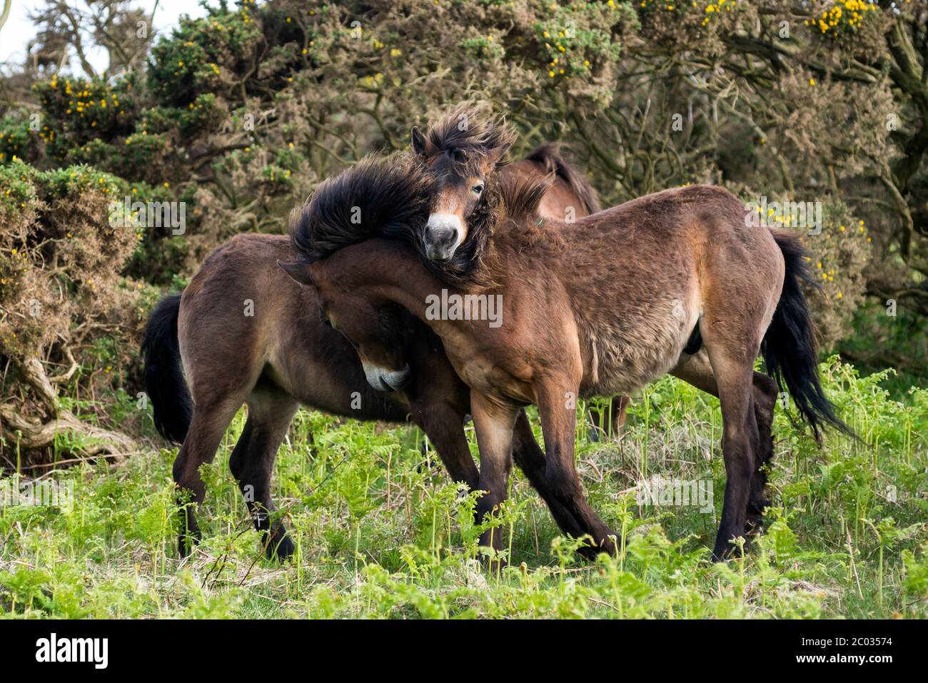 Divertenti pony Exmoor Foto Stock