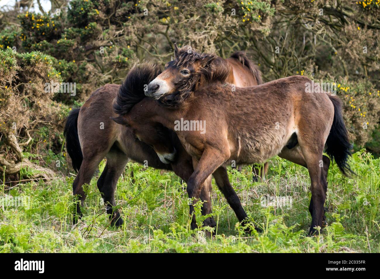 Divertenti pony Exmoor Foto Stock