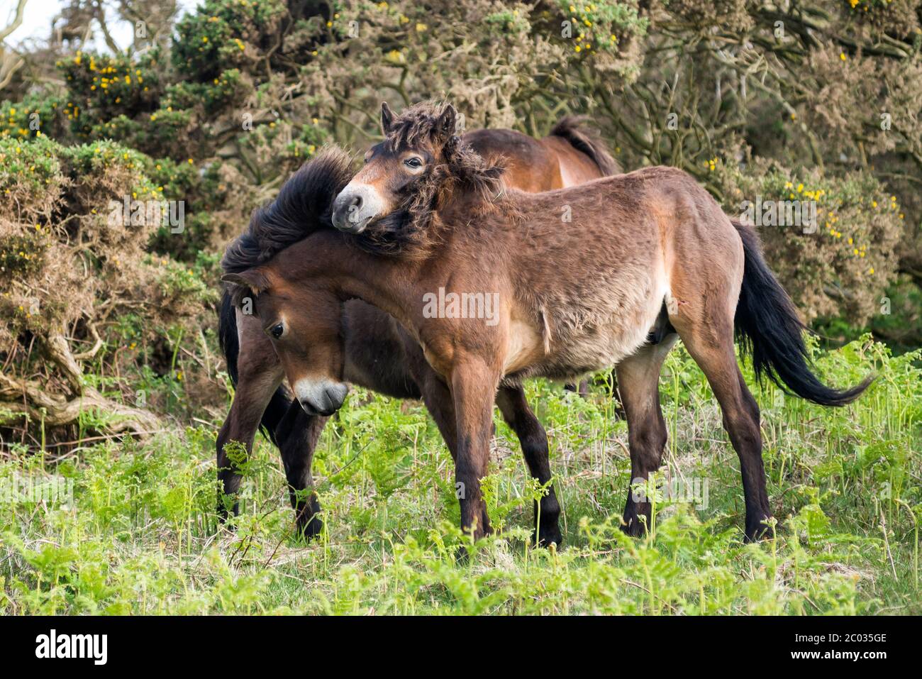 Divertenti pony Exmoor Foto Stock