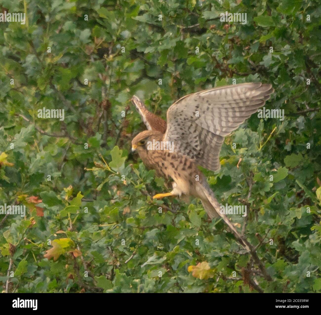 uccello di rapitore preda gheppio Foto Stock