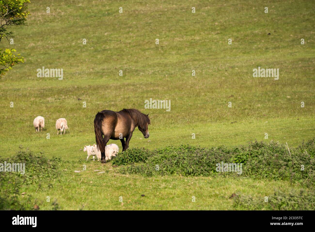 Pony Exmoor in natura Foto Stock