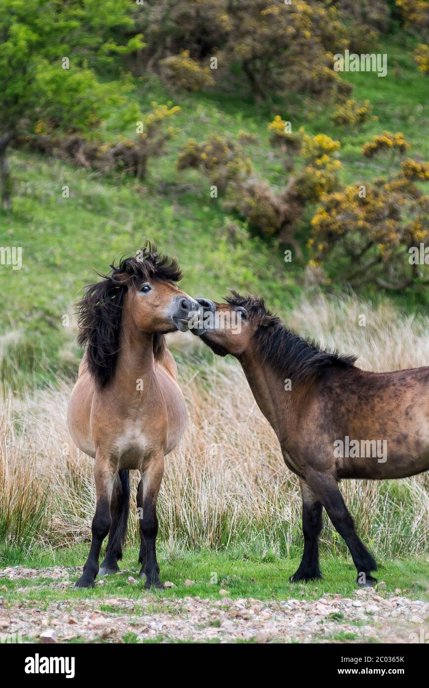 Divertenti pony Exmoor Foto Stock