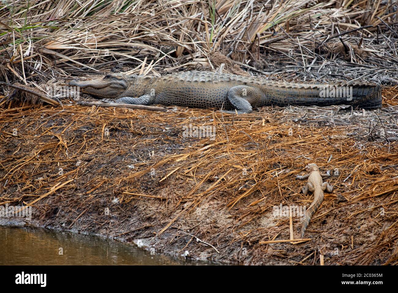 Alligatore adulto grande crogiolarsi sulla riva del fiume nella Florida settentrionale riscaldarsi dalla brumazione mentre l'inverno diventa primavera con il piccolo gator al suo fianco Foto Stock