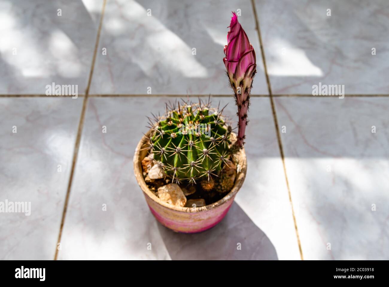 Pronto a fiorire. Questa specie fiorisce solo un giorno in piena bellezza. Giglio di Pasqua Cactus, Cactus di Uricino di mare Foto Stock