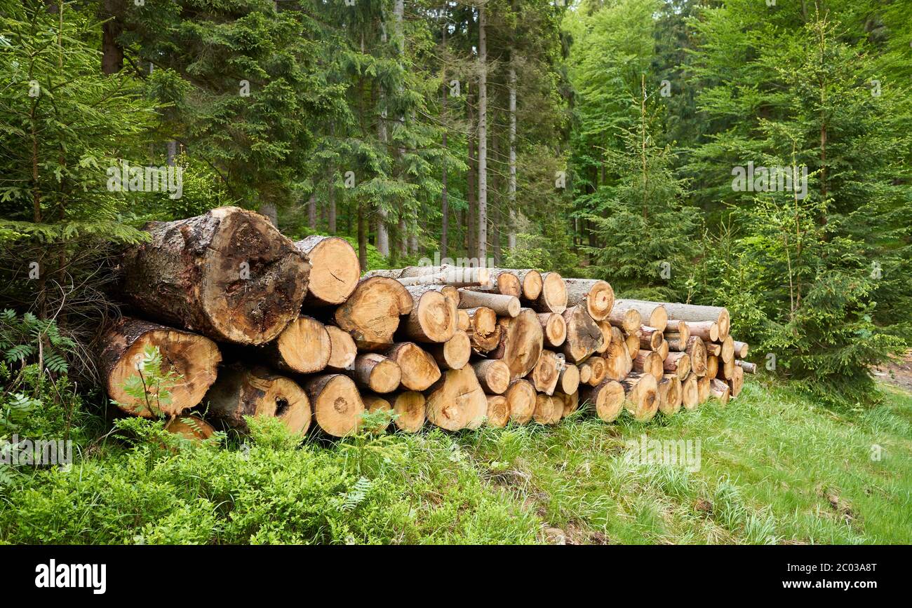 I trunk di log si accumulano in una foresta. Foto Stock