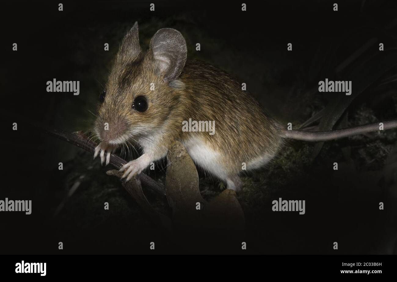 Legno europeo mouse Apodemus sylvaticus Foto Stock