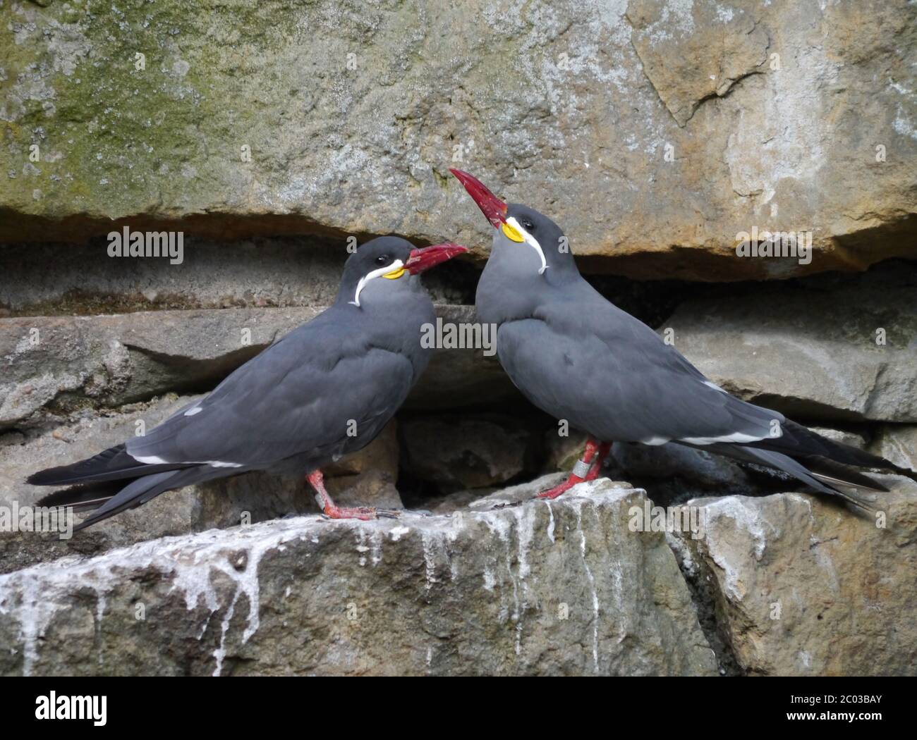 Sterna inca Foto Stock