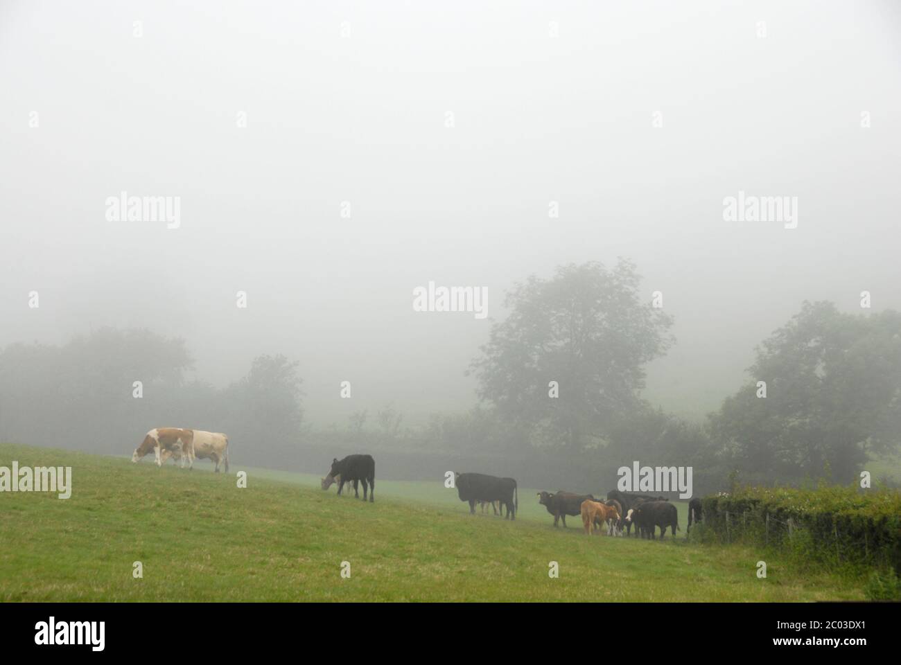 Mucche in un campo in pendenza in una giornata nebbiosa, Marshwood, Bridport, Dorset, Inghilterra Foto Stock