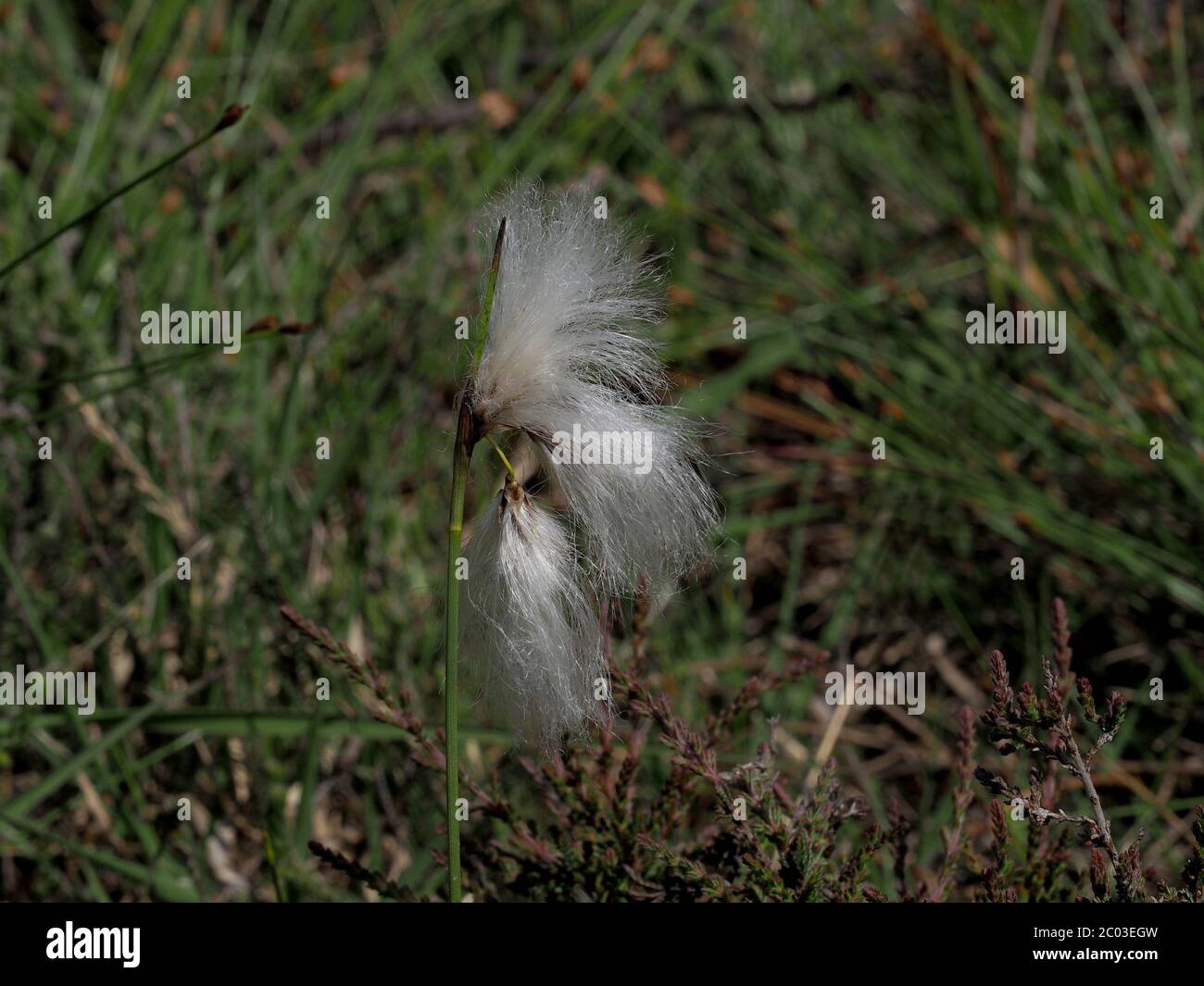 Erba di cotone Foto Stock