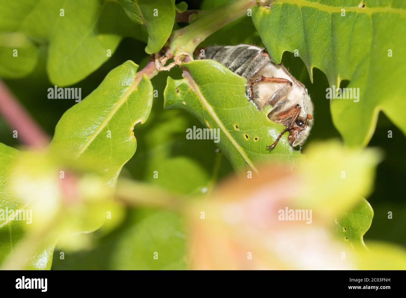 Scarafaggio (melolontha melolontha) mangiare foglie di quercia (Quercus robur). Sussex, Regno Unito. Foto Stock