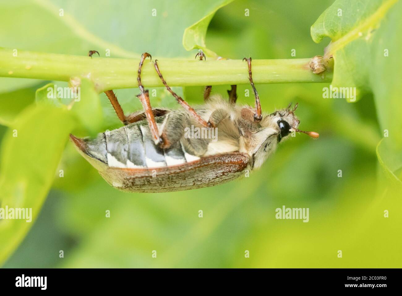 Scarafaggio (melolontha melolontha) mangiare foglie di quercia (Quercus robur). Sussex, Regno Unito. Foto Stock