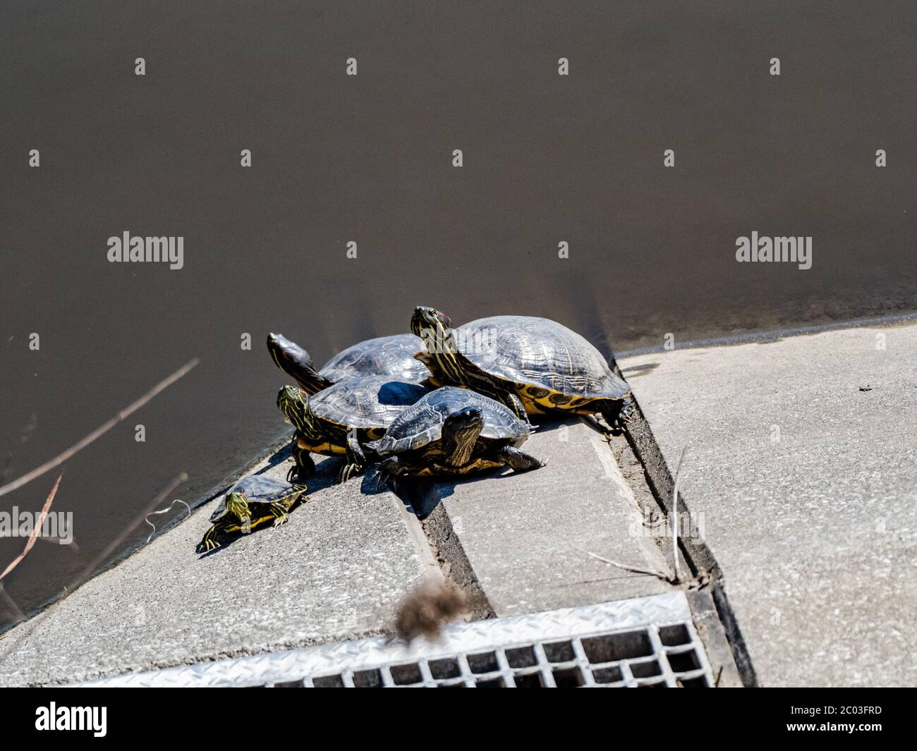 Un gruppo di slider dall'aspetto rosso, Trachemys scripta elegans, si abbronzano su una lastra di cemento in una zona umida vicino al fiume Sakai a Yokohama, Giappone. Foto Stock