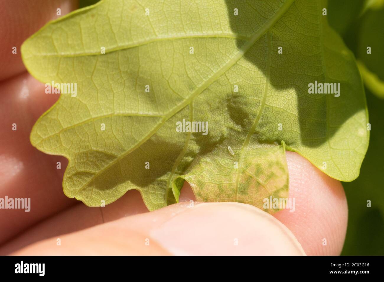 Leafiner su quercia (Quercus robur). Sussex, Regno Unito. Foto Stock