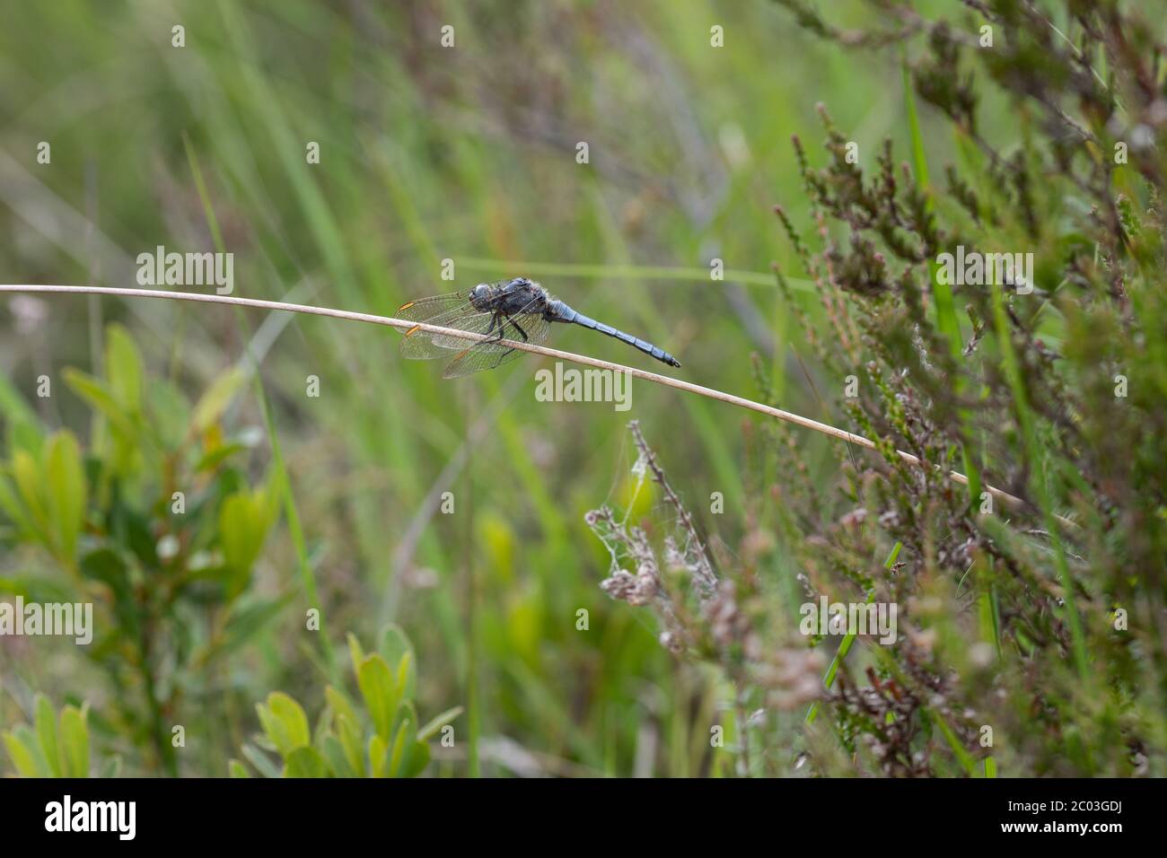 Keeled Skimmer in Habitat Foto Stock