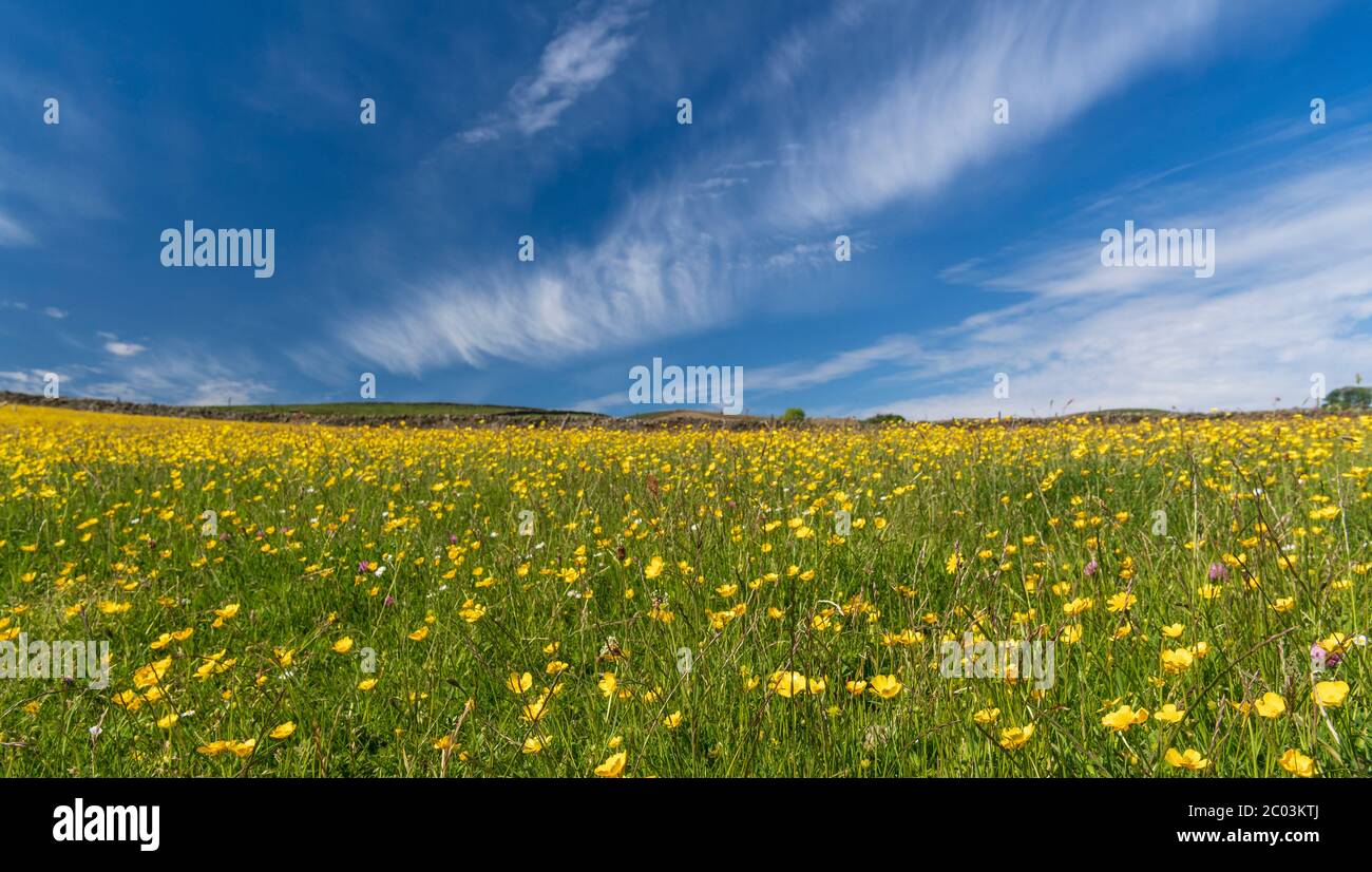 Prato di Wildflower in piena fioritura contro un cielo blu con nuvole bianche. Wensleydale, North Yorkshire, Regno Unito. Foto Stock