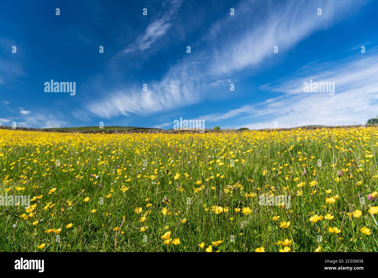 Prato di Wildflower in piena fioritura contro un cielo blu con nuvole bianche. Wensleydale, North Yorkshire, Regno Unito. Foto Stock