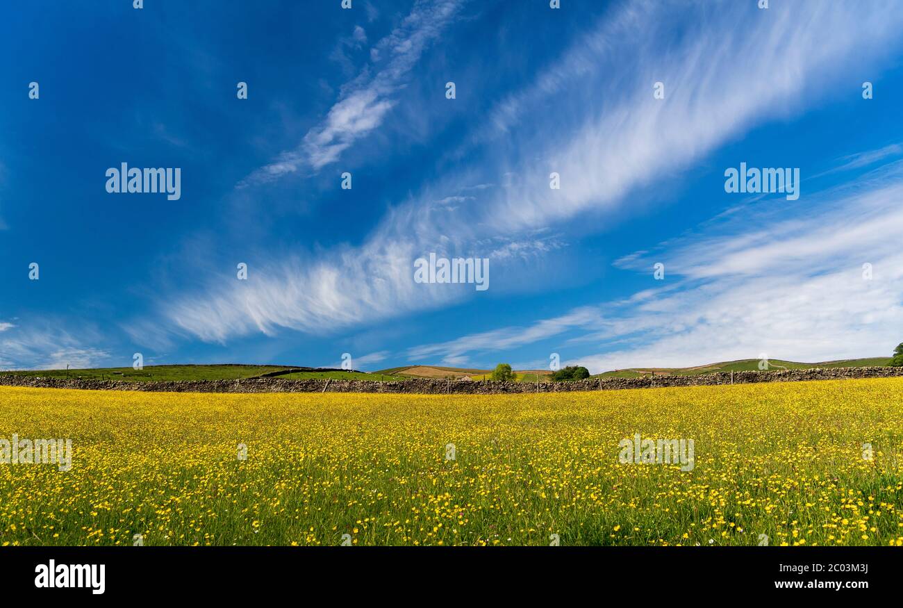 Prato di Wildflower in piena fioritura contro un cielo blu con nuvole bianche. Wensleydale, North Yorkshire, Regno Unito. Foto Stock