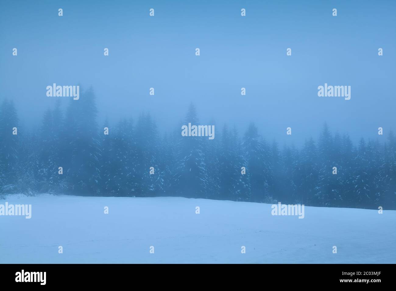 bosco di conifere in fitta nebbia invernale Foto Stock